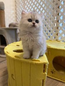 Scottish fold/straight kittens for sale - Photo 3