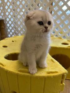 Scottish fold/straight kittens for sale - Photo 4