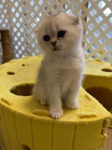 Scottish fold/straight kittens for sale - Photo 5