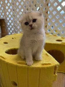 Scottish fold/straight kittens for sale - Photo 6
