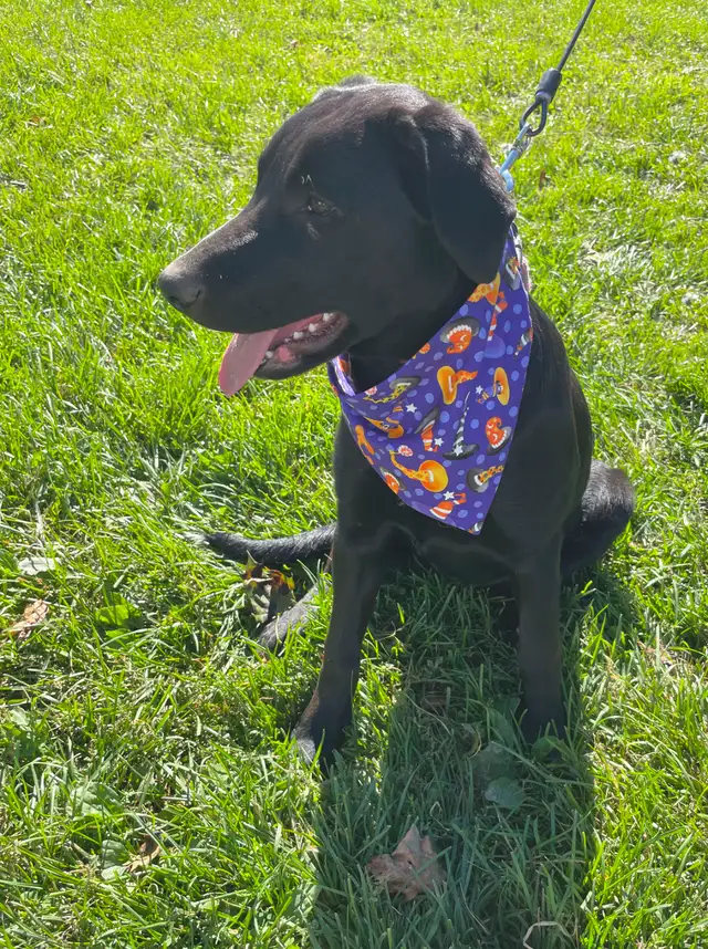 Borador Puppy (Border Collie x Lab) Looking for forever Home
