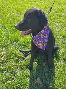 Borador Puppy (Border Collie x Lab) Looking for forever Home