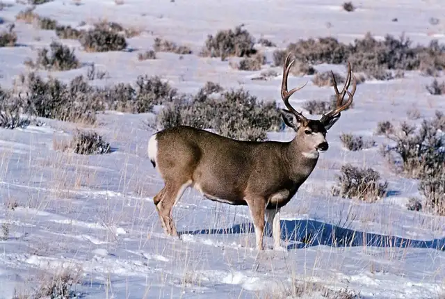 Wild Game Butcher