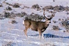 Wild Game Butcher
