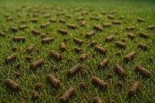 Core lawn aeration over-seed clean-up - Photo 2