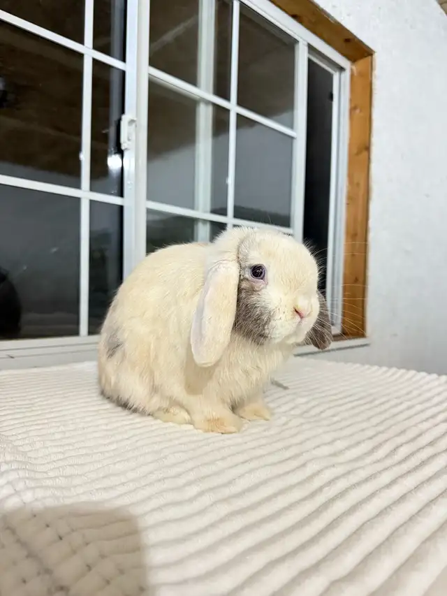 Adorable Male Holland Lop Bunny