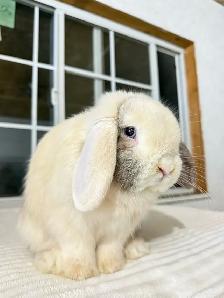 Adorable Male Holland Lop Bunny - Photo 3