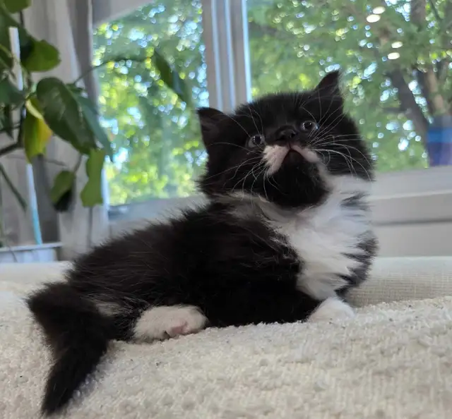 Chaton sibérien hypoallergene