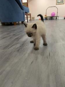 Stunning Siamese & Flame Point Himalayan Kittens - $400 - Photo 3