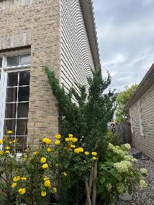 Urgent room for rent female only - Photo 3