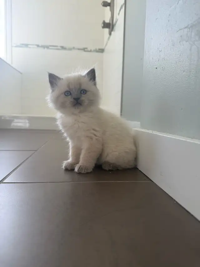 Sweet Female White Persian/Siamese Ragdoll Kitten Looking for