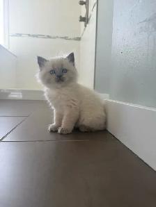 Sweet Female White Persian/Siamese Ragdoll Kitten Looking for