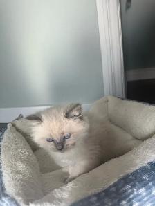 Sweet Female White Persian/Siamese Ragdoll Kitten Looking for - Photo 2