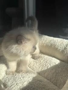 Sweet Female White Persian/Siamese Ragdoll Kitten Looking for - Photo 3