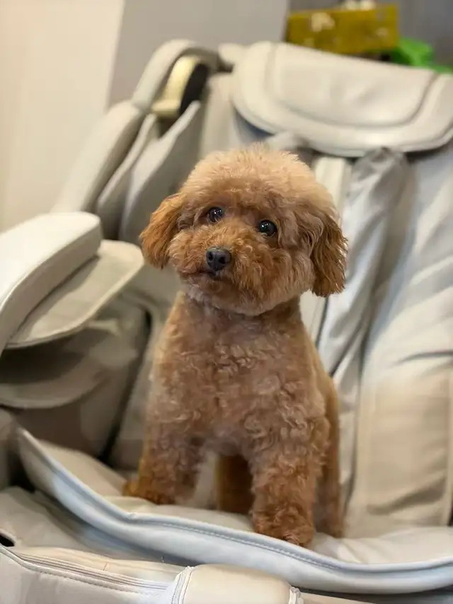 Red Toy poodle adult girl looking for forever home