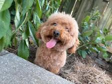 Red Toy poodle adult girl looking for forever home - Photo 2