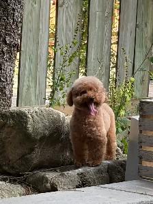 Red Toy poodle adult girl looking for forever home - Photo 3