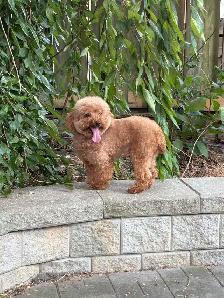 Red Toy poodle adult girl looking for forever home - Photo 4
