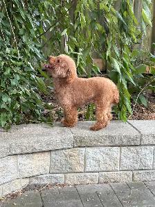 Red Toy poodle adult girl looking for forever home - Photo 5