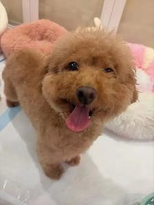 Red Toy poodle adult girl looking for forever home - Photo 6