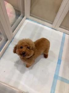 Red Toy poodle adult girl looking for forever home - Photo 7