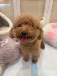 Red Toy poodle adult girl looking for forever home - Photo 8