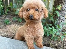Red Toy poodle adult girl looking for forever home - Photo 9