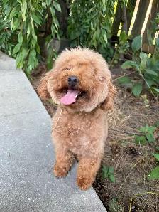 Red Toy poodle adult girl looking for forever home - Photo 10