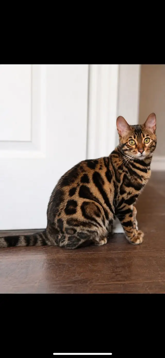 ♥️TICA Registered bengal kittens♥️
