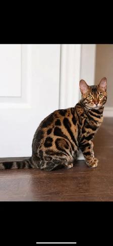 ♥️TICA Registered bengal kittens♥️