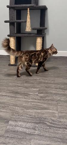 ♥️TICA Registered bengal kittens♥️ - Photo 2