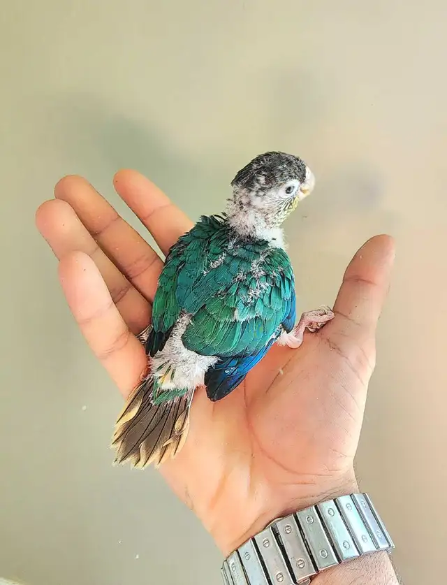 One of a kind! Violet Turquoise x Yellow-Side Baby Conure