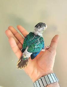 One of a kind! Violet Turquoise x Yellow-Side Baby Conure