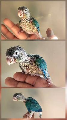 One of a kind! Violet Turquoise x Yellow-Side Baby Conure - Photo 2