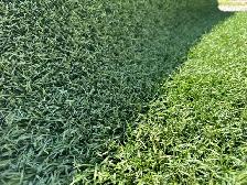 ARTIFICIAL TURF FOR BACKYARDS. $0.40/sqft to $0.50/sqft - Photo 4