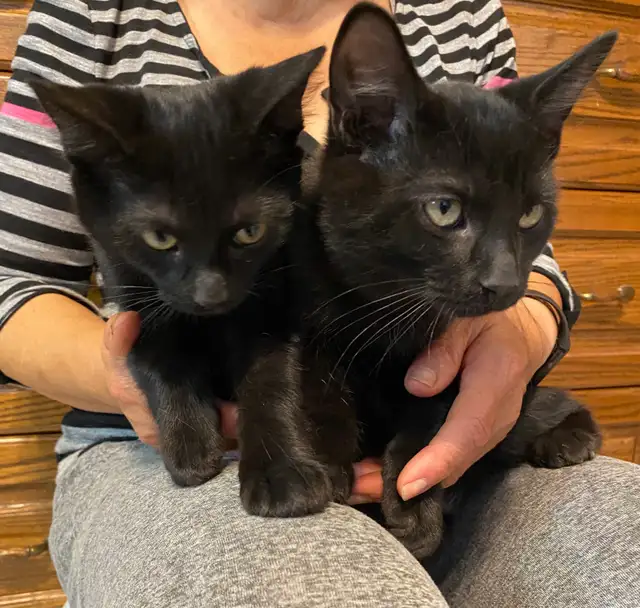 Adorable Littens for Rehoming