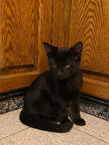 Adorable Littens for Rehoming - Photo 2