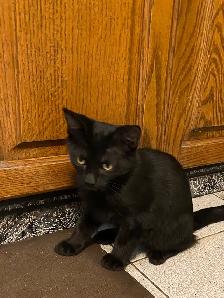 Adorable Littens for Rehoming - Photo 3
