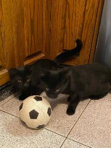 Adorable Littens for Rehoming - Photo 4