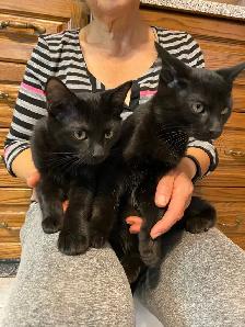 Adorable Littens for Rehoming - Photo 5
