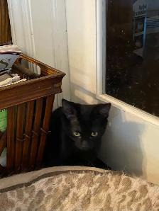 Adorable Littens for Rehoming - Photo 6