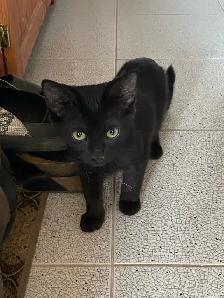 Adorable Littens for Rehoming - Photo 7