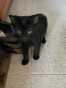 Adorable Littens for Rehoming - Photo 8