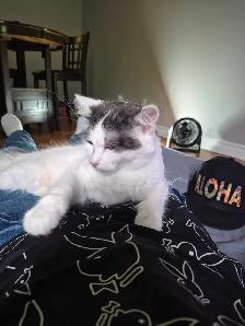 Female Cat Available - Photo 2