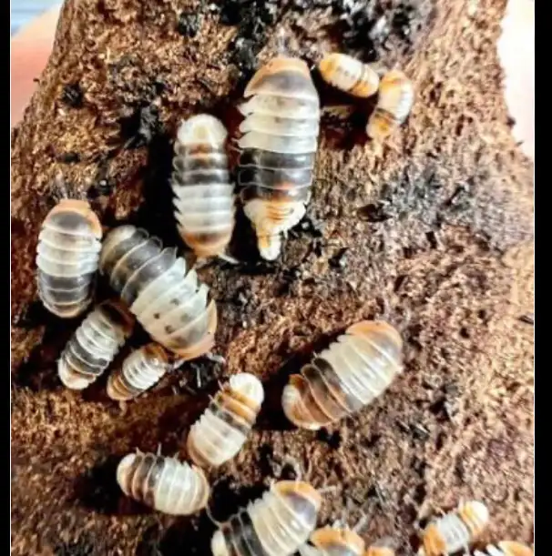 Huge Isopod Sales / Looking to Trade
