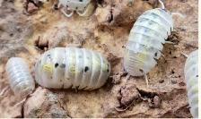 Huge Isopod Sales / Looking to Trade - Photo 8