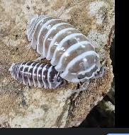 Huge Isopod Sales / Looking to Trade - Photo 9