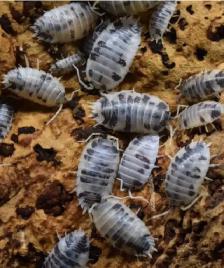 Huge Isopod Sales / Looking to Trade - Photo 10