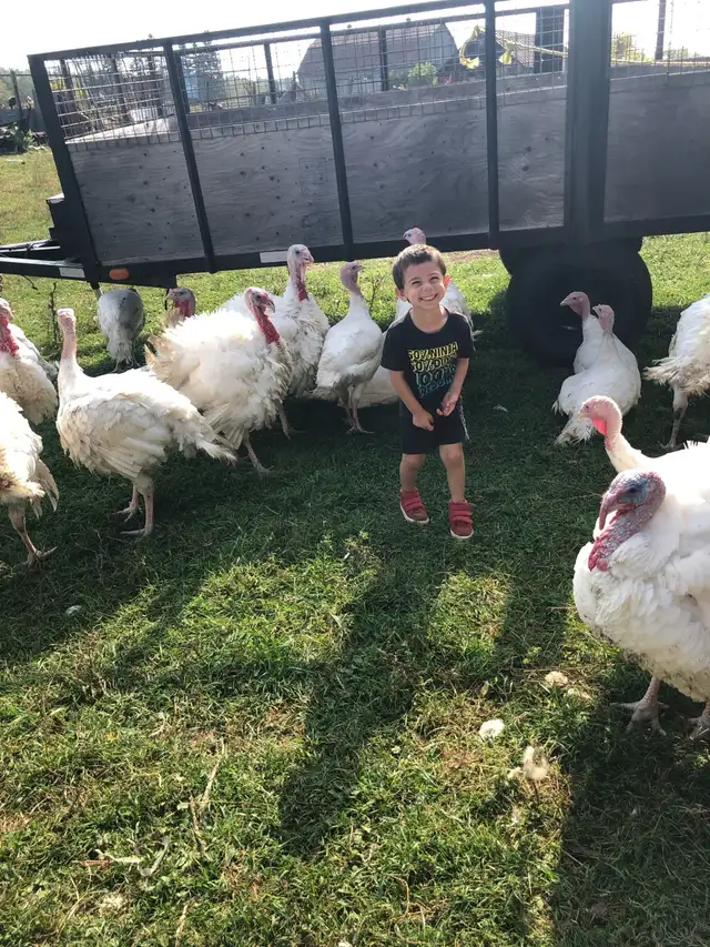 True organic Turkey