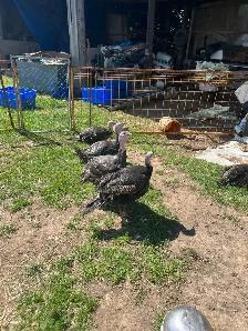 True organic Turkey - Photo 2